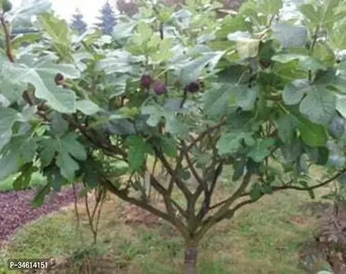 Natural Gularcluster Fig Plant-thumb0