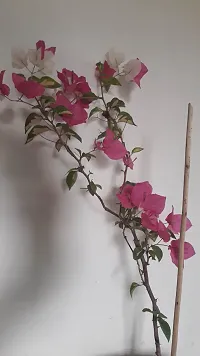 Natural Bougainvillea Plant-thumb1