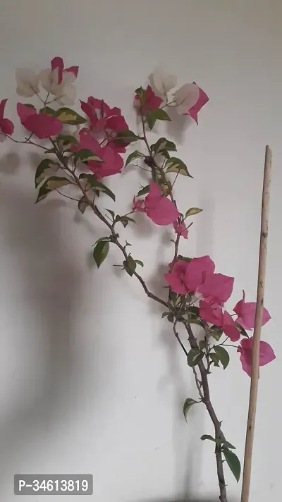 Natural Bougainvillea Plant-thumb2