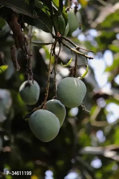 Natural Mango Plant-thumb0