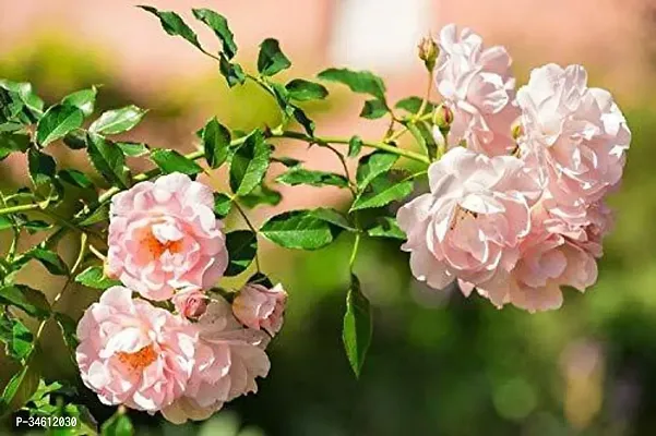 Natural Rose Plant-thumb0