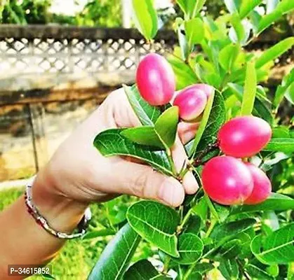 Natural Karonda Plant-thumb0