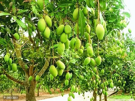 Natural Mango Plant-thumb2