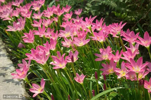 Natural Lily Plant-thumb0