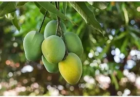 Natural Mango Plant-thumb1