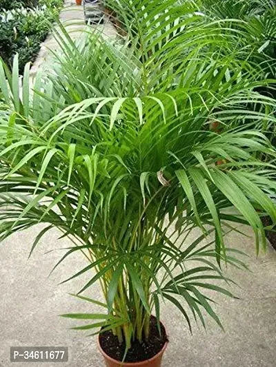 Natural Dragon Tree Plant-thumb2