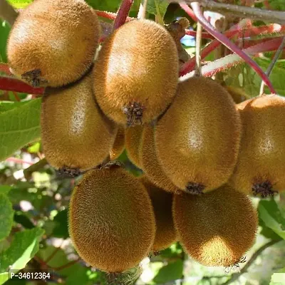 Natural Kiwi Plant-thumb0