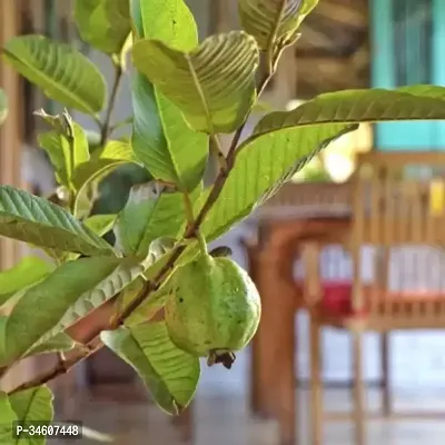 Natural Guava Plant-thumb0