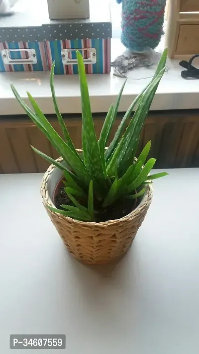 Natural Aloe Vera Plant-thumb0