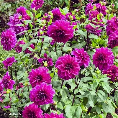 Natural Chrysanthemums Guldavari Plant-thumb0