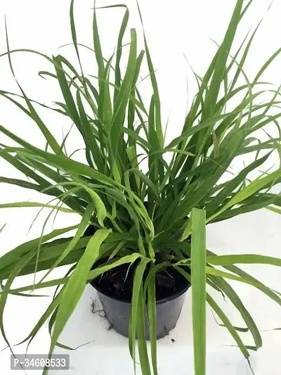 Natural Mantana Grass Plant-thumb0