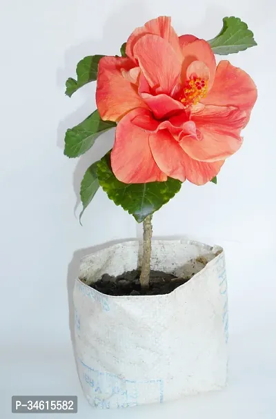 Natural Hibiscus Plant-thumb0