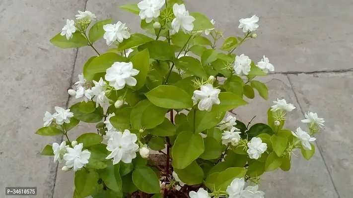 Natural Jasmine Plant-thumb2