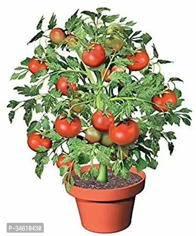 Natural Tomato Plant-thumb0