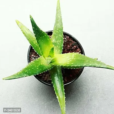 Natural Aloe Vera Plant-thumb2