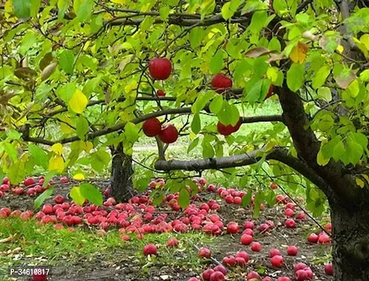 Natural Apple Plant-thumb0