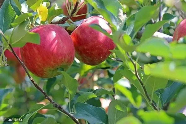 Natural Apple Plant-thumb3