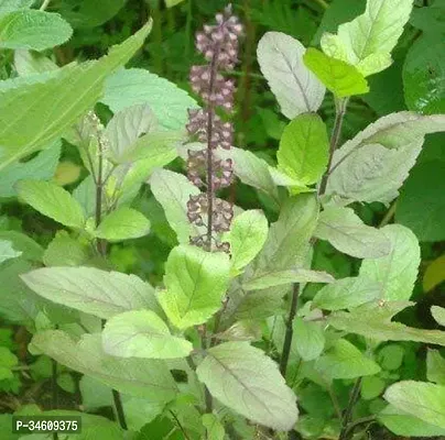 Natural Tulsi Plant-thumb0