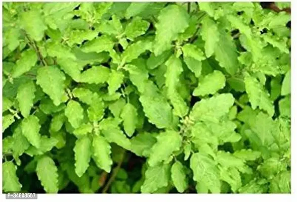 Natural Tulsi Plant-thumb0