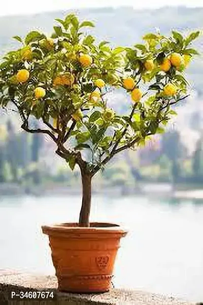 Natural Lemon Plant-thumb0