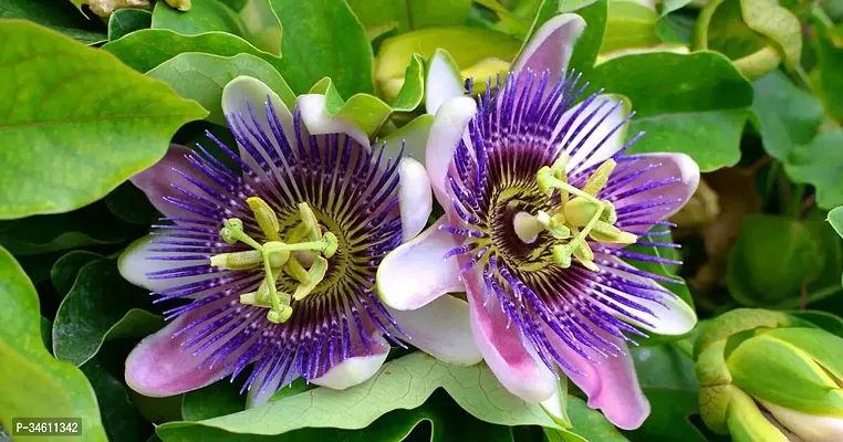 Natural Passion Plant