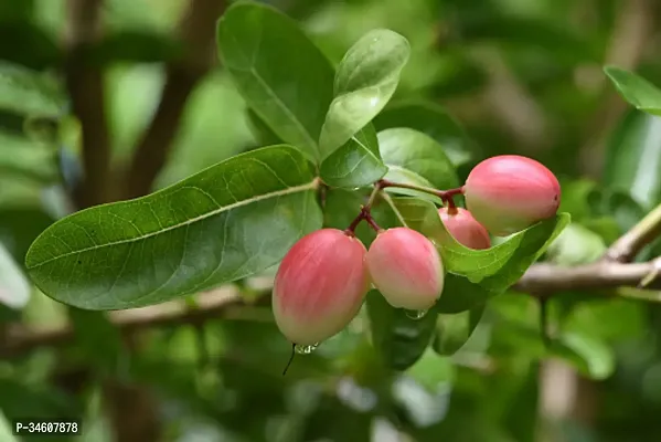 Natural Karonda Plant-thumb0