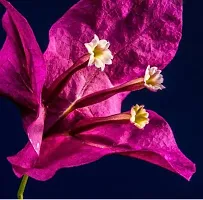 Natural Bougainvillea Plant-thumb1