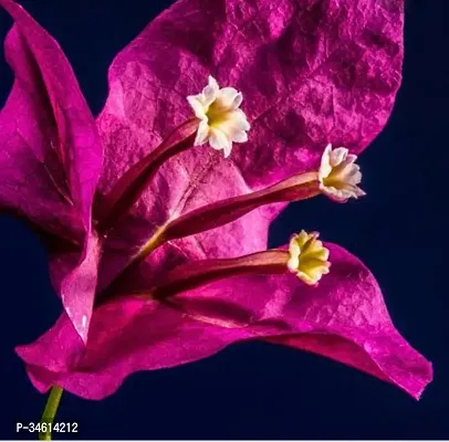 Natural Bougainvillea Plant-thumb2