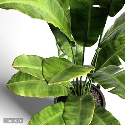 Natural Banana Plant-thumb3