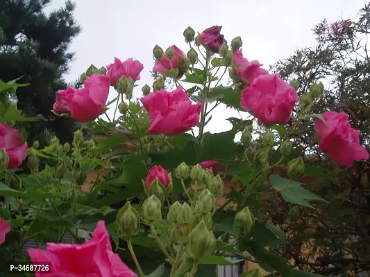 Natural Lotus Plant-thumb2