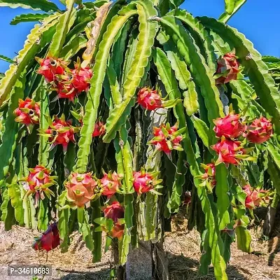 Natural Dragon Tree Plant-thumb2