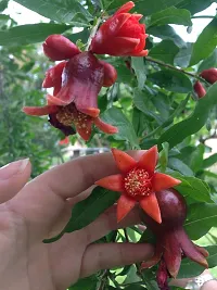 Natural Pomegranate Plant-thumb1