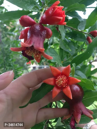 Natural Pomegranate Plant-thumb2