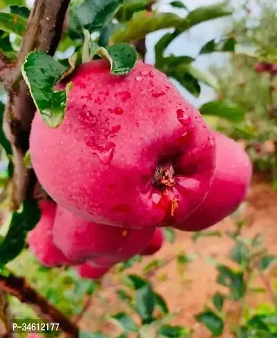 Natural Apple Plant