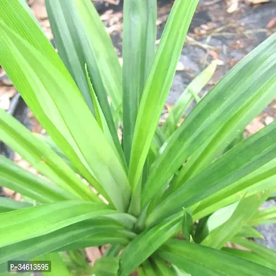 Natural Basmati Plant-thumb0