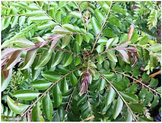 Natural Neem Plant-thumb0