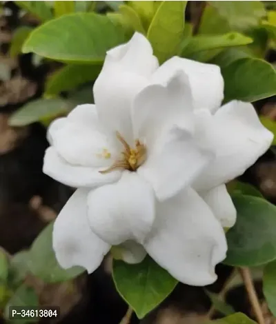 Natural Jasmine Plant-thumb0