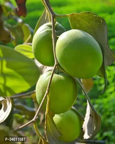 Natural Apple Plant-thumb0