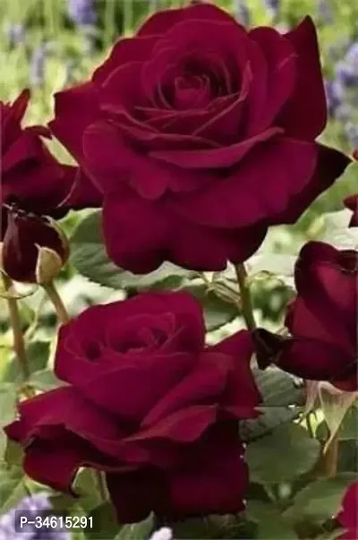 Natural Rose Plant-thumb0