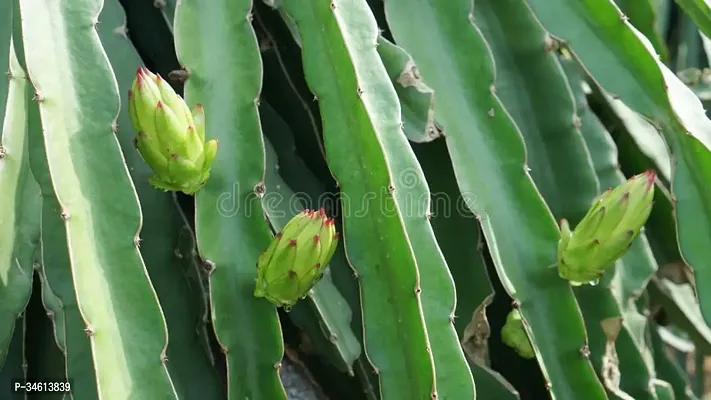 Natural Madhumaltirangoon Creeper Plant-thumb2