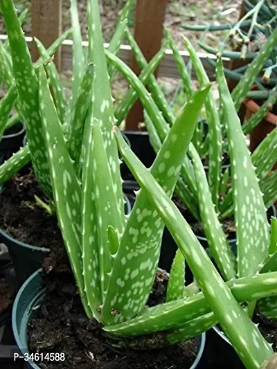 Natural Aloe Vera Plant-thumb0