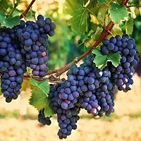 Natural Grape Plant-thumb1