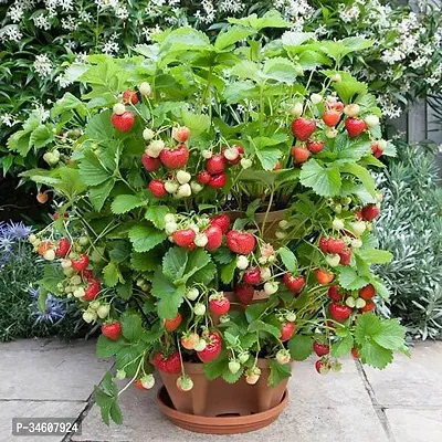 Natural Strawberry Plant