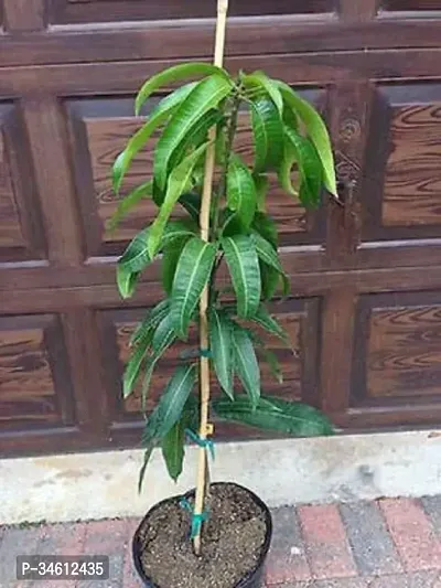 Natural Mango Plant-thumb0