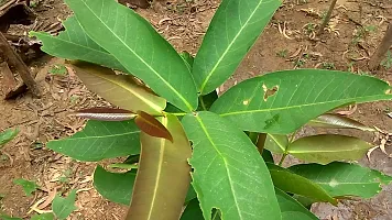 Natural Apple Plant-thumb2