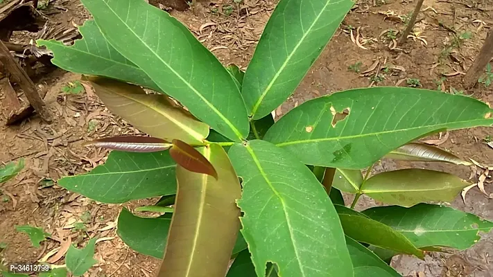 Natural Apple Plant-thumb3