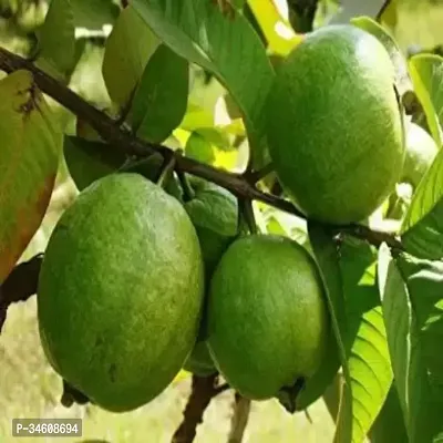 Natural Guava Plant-thumb0