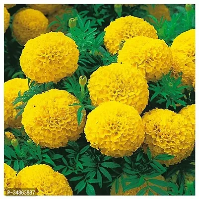 Natural Marigold Plant-thumb0