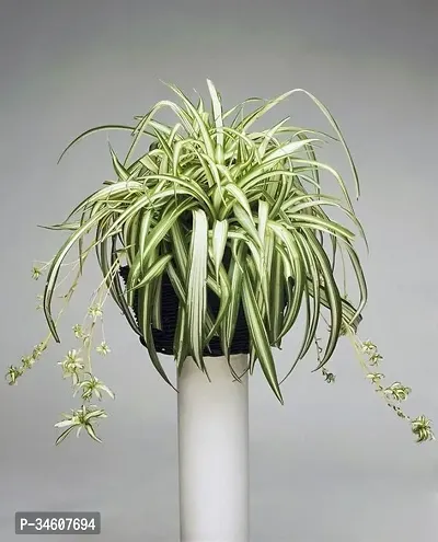 Natural Spider Plant-thumb2