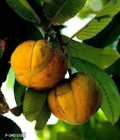 Natural Elephant Apple Plant-thumb2